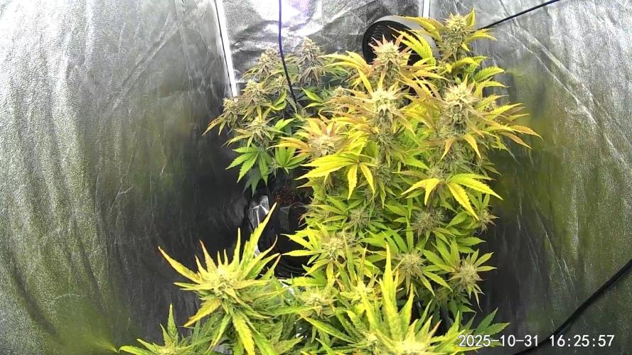 Mephisto Autoflowers. Week 7