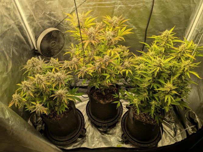 Mephisto Autoflowers. Week 8