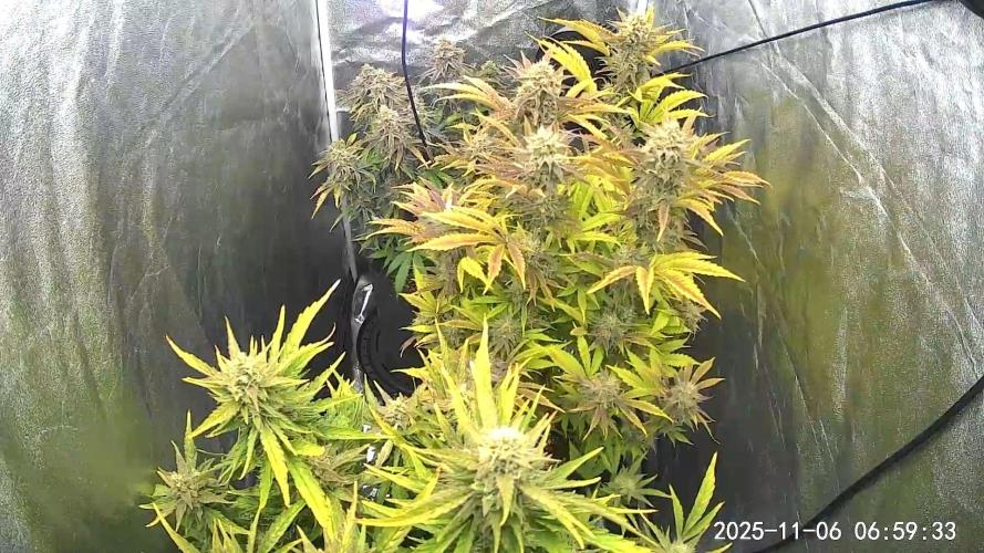 Mephisto Autoflowers. Week 8