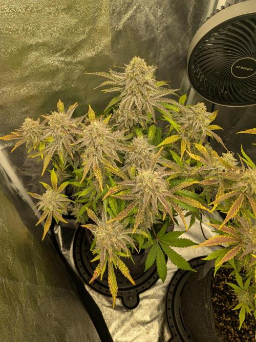 Mephisto Autoflowers. Week 8