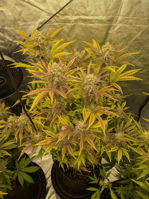 Mephisto Autoflowers. Week 8