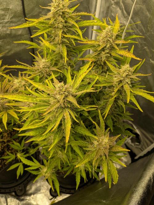 Mephisto Autoflowers. Week 8