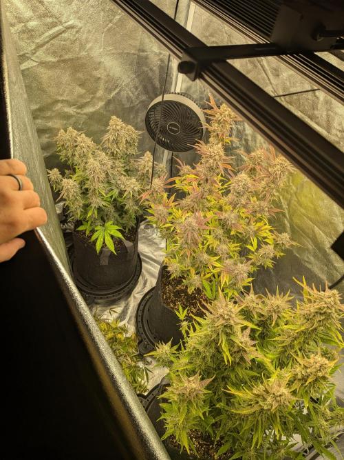 Mephisto Autoflowers. Week 9