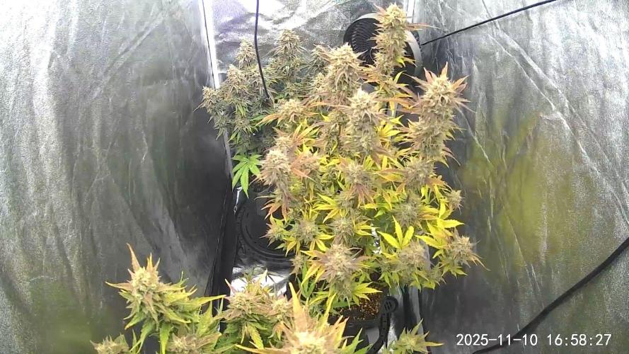 Mephisto Autoflowers. Week 9