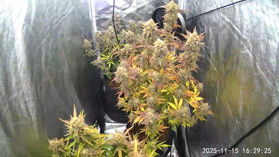 Mephisto Autoflowers. Week 9