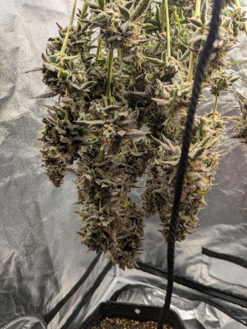 Mephisto Autoflowers. Week 10