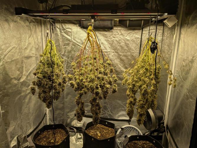 Mephisto Autoflowers. Week 10