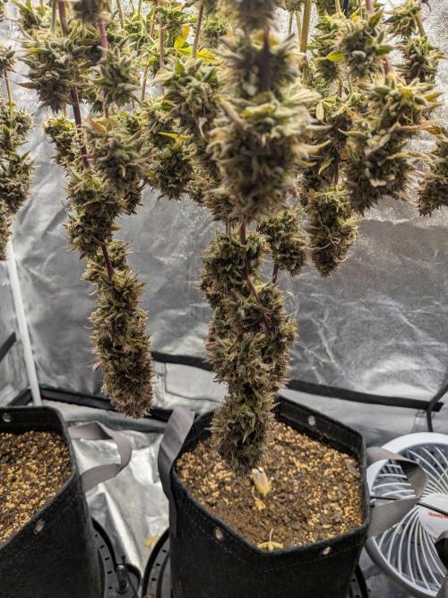 Mephisto Autoflowers. Week 10