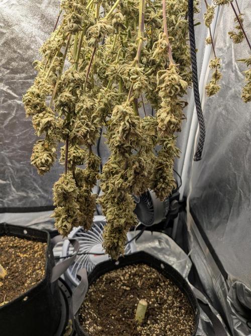 Mephisto Autoflowers. Week 10