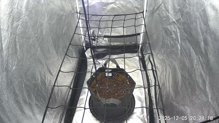 Fastbuds Auto Mix Pack 1. Week 0 - Put seed in cup of water then dropped in soil once it sank hours later