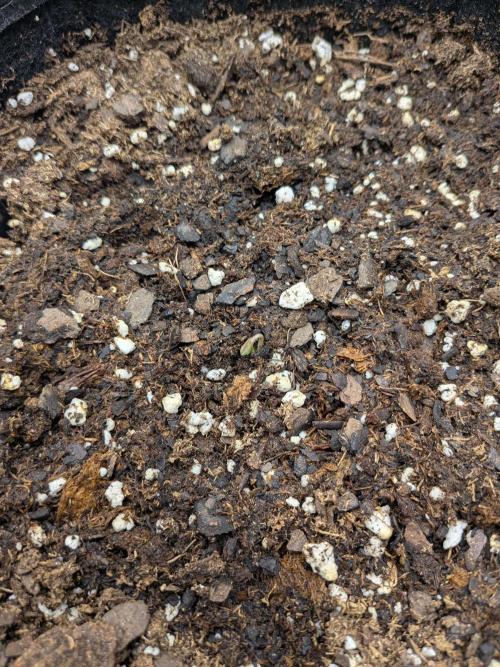 Fastbuds Auto Mix Pack 1. Week 0 - Seedling emerged. I'll get a better picture once she's standing up more.