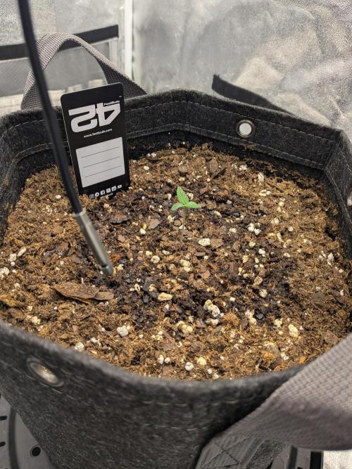 Fastbuds Auto Mix Pack 1. Week 1 - Watering in a ring around the plant to try and draw some roots out horizontally.