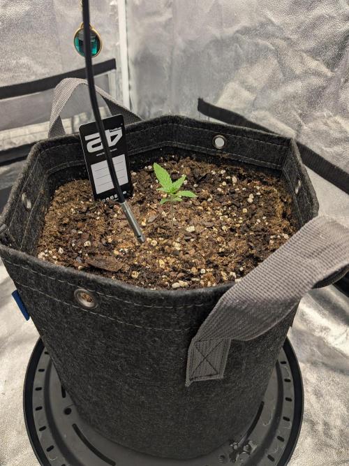 Fastbuds Auto Mix Pack 1. Week 2