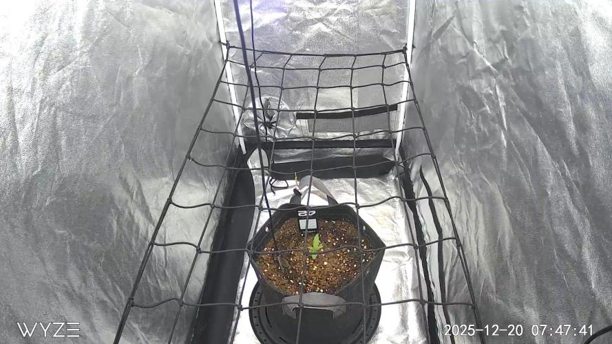 Fastbuds Auto Mix Pack 1. Week 2