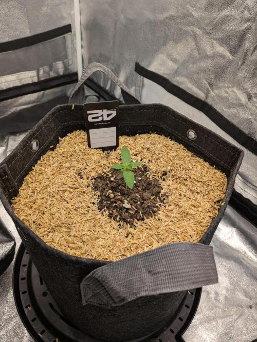 Fastbuds Auto Mix Pack 1. Week 2 - 12/20

Watered in the morning, mulched in the evening 