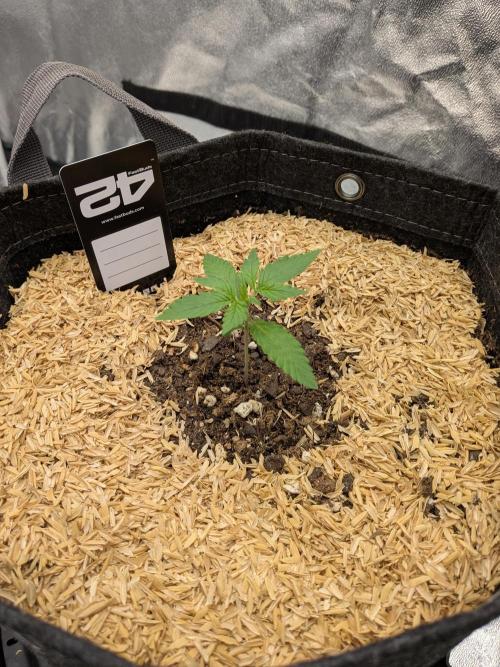 Fastbuds Auto Mix Pack 1. Week 2 - 12/22

Still moist under soil, no water added