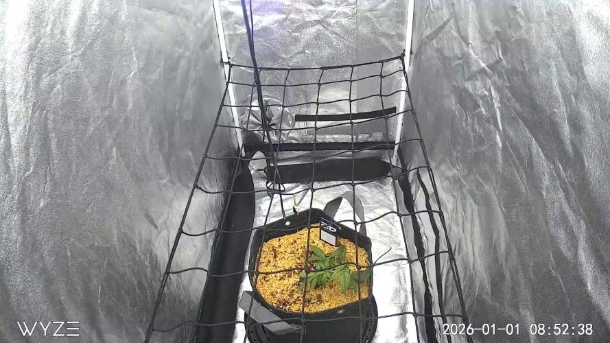 Fastbuds Auto Mix Pack 1. Week 4