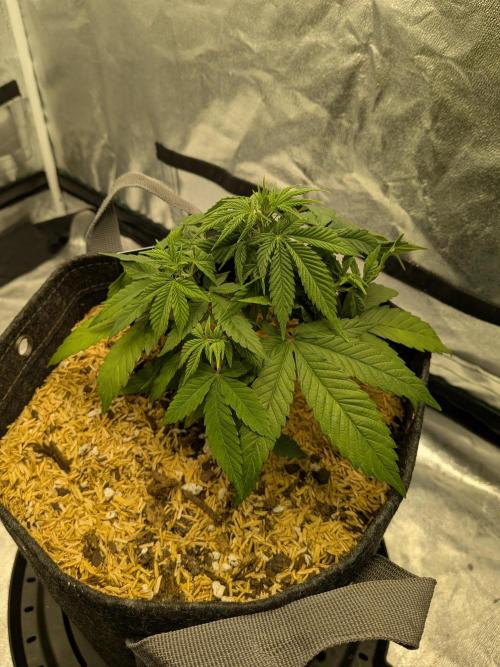 Fastbuds Auto Mix Pack 1. Week 5