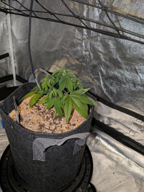 Fastbuds Auto Mix Pack 1. Week 5 - After light lower defoliation 