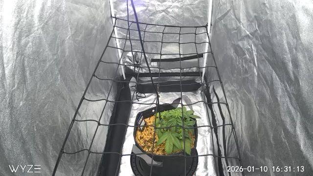 Fastbuds Auto Mix Pack 1. Week 5