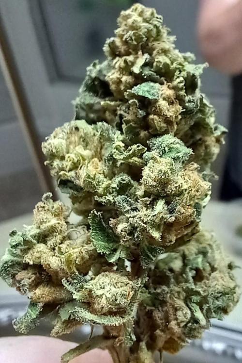 Clearwater genetics. Week 18