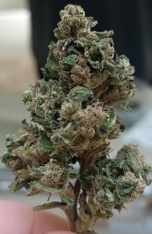 Clearwater genetics. Week 18