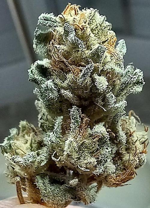 Clearwater genetics. Week 8