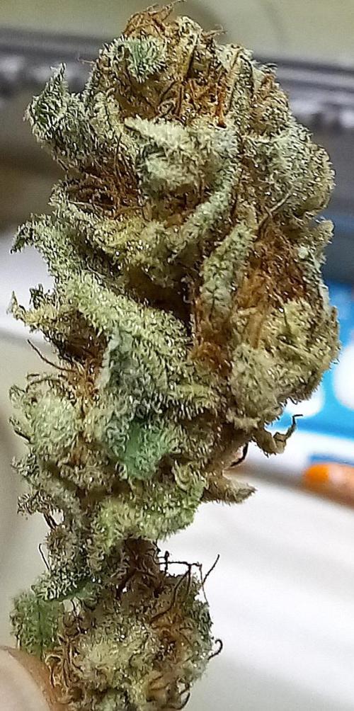 Clearwater genetics. Week 8