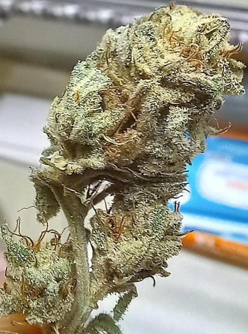 Clearwater genetics. Week 8