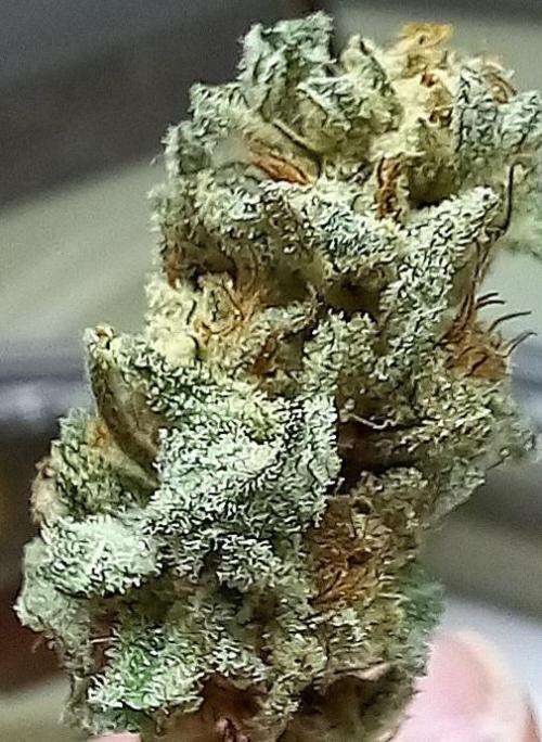 Clearwater genetics. Week 8