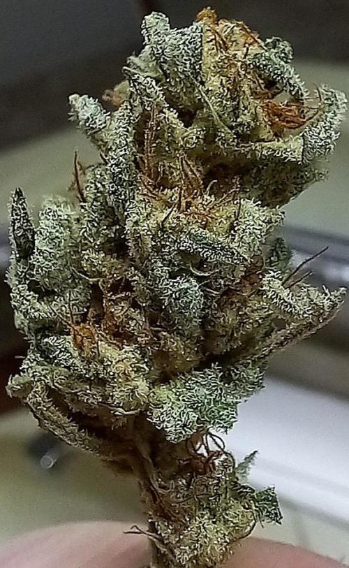 Clearwater genetics. Week 8