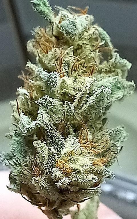 Clearwater genetics. Week 8