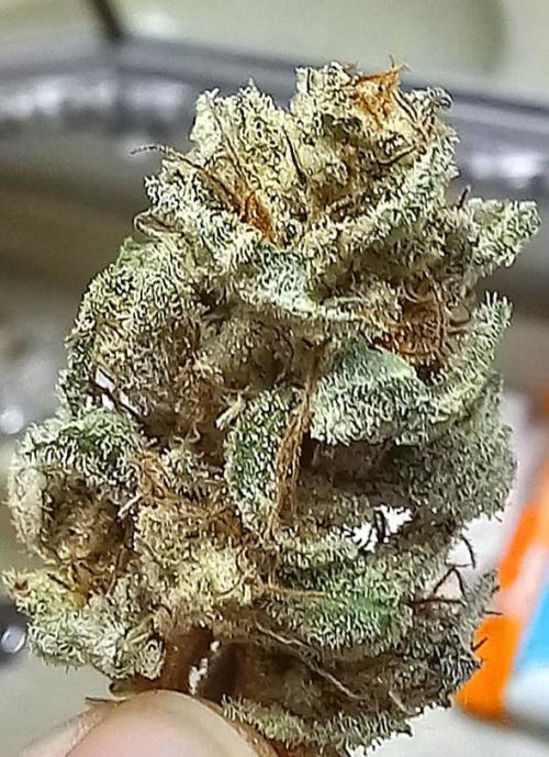 Clearwater genetics. Week 8