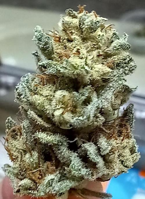 Clearwater genetics. Week 8