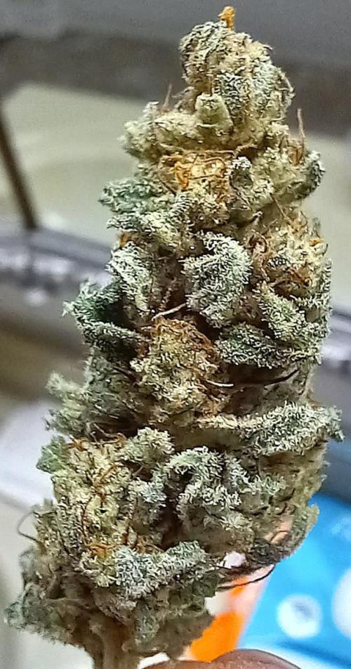 Clearwater genetics. Week 8