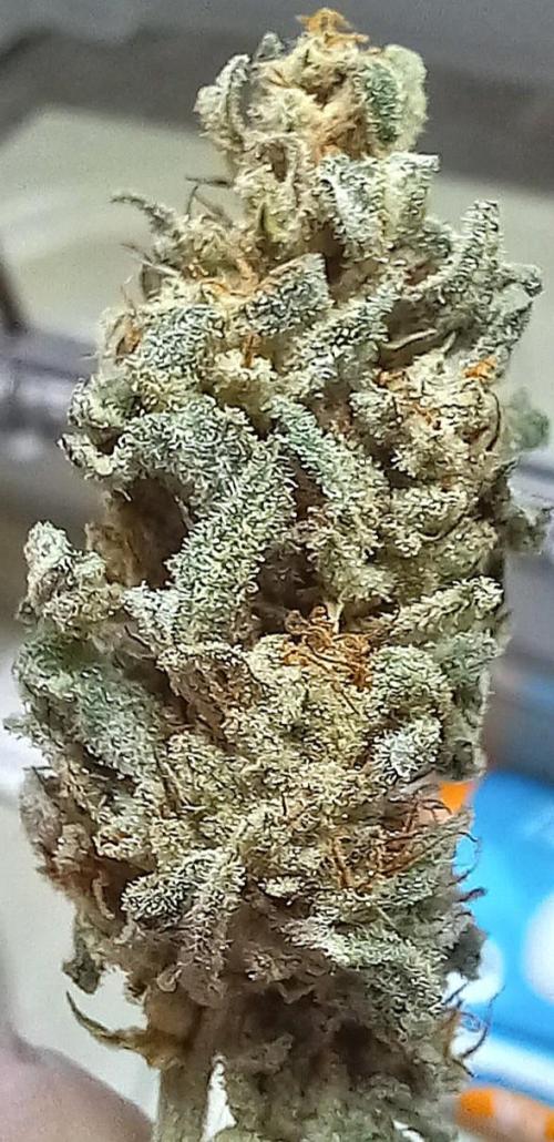 Clearwater genetics. Week 8