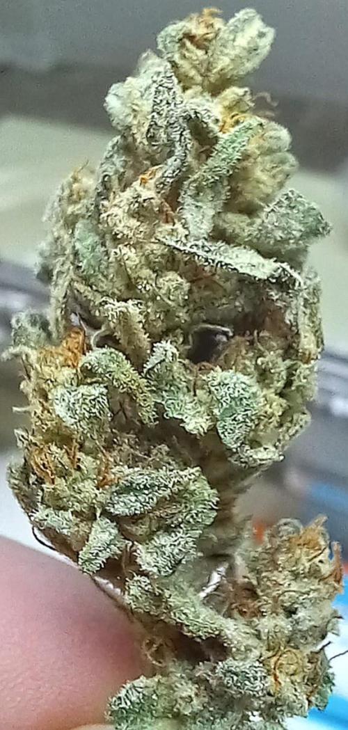 Clearwater genetics. Week 8