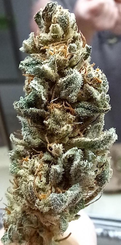 Clearwater genetics. Week 8