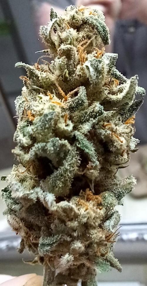 Clearwater genetics. Week 8