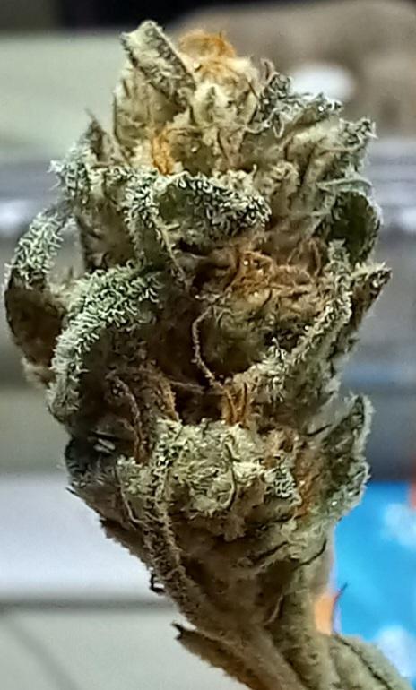 Clearwater genetics. Week 8