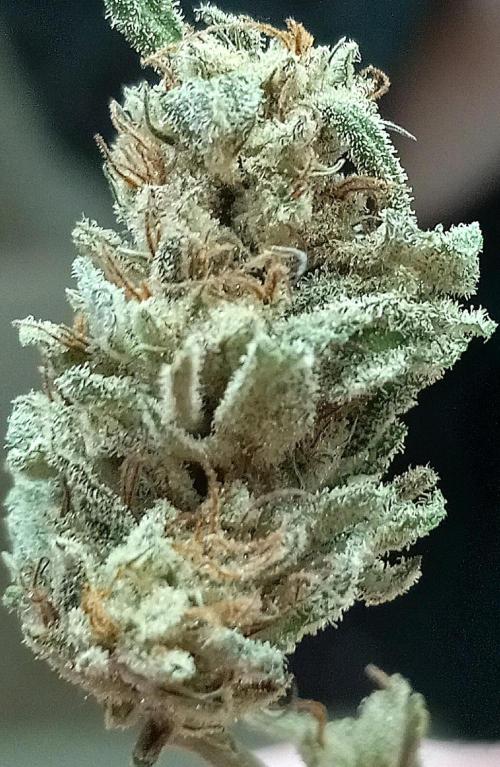 Clearwater genetics. Week 8