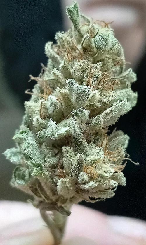 Clearwater genetics. Week 8