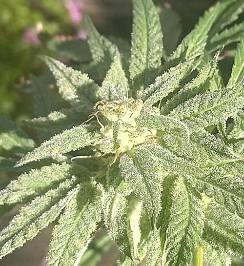 Clearwater genetics. Week 8