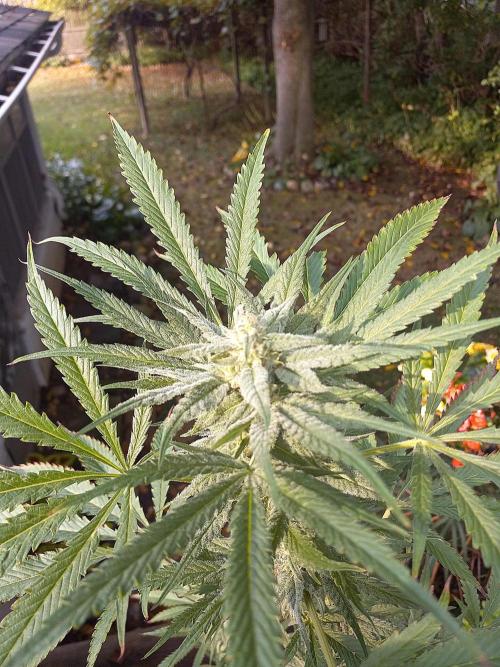 Clearwater genetics. Week 8