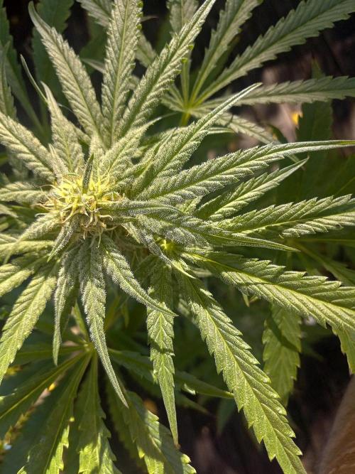 Clearwater genetics. Week 8