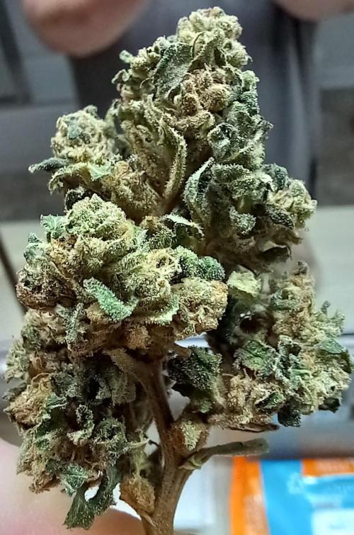 Clearwater genetics. Week 18