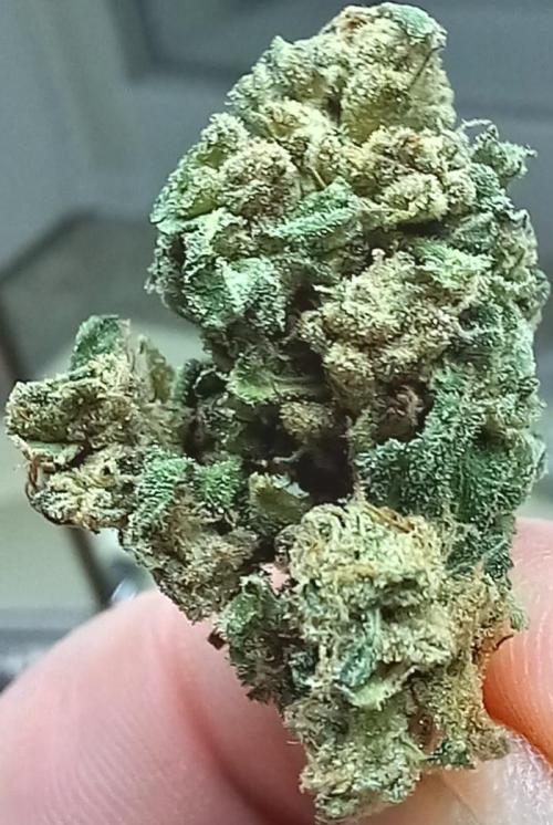 Clearwater genetics. Week 18