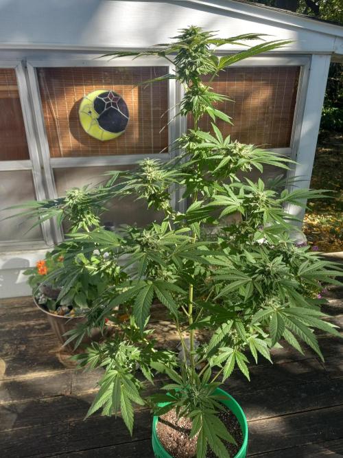 Clearwater genetics. Week 18