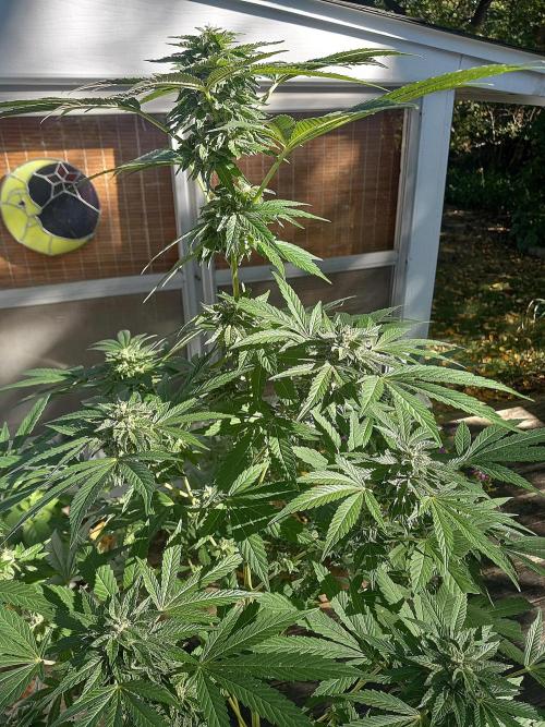 Clearwater genetics. Week 18