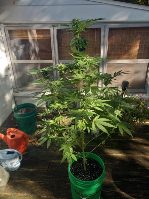 Clearwater genetics. Week 18